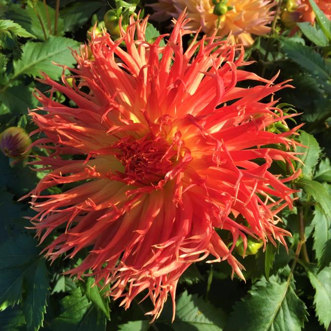 Dahlia Karen